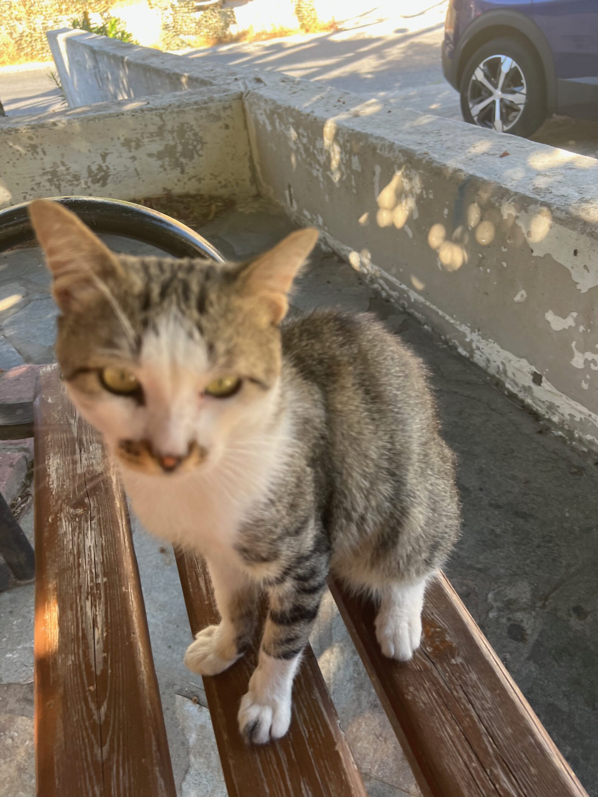 Ikarian cat