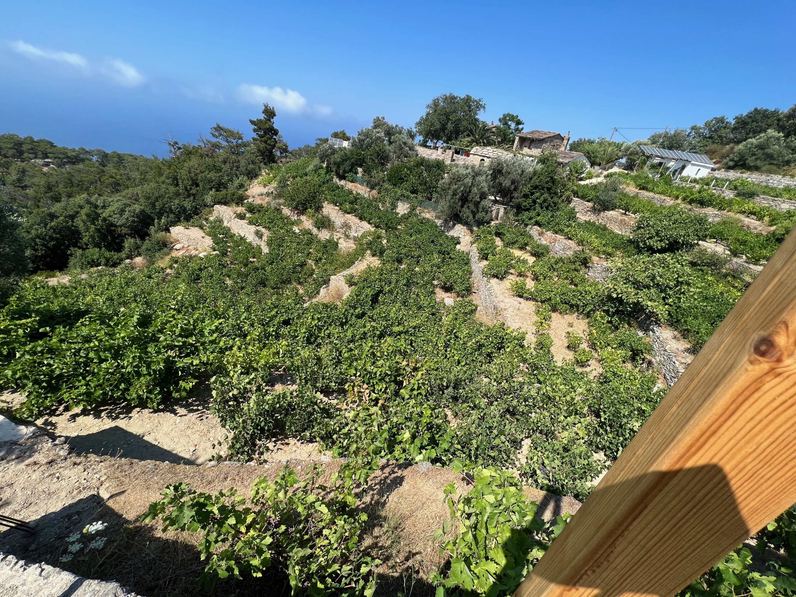 Karimalis hill grapevines
