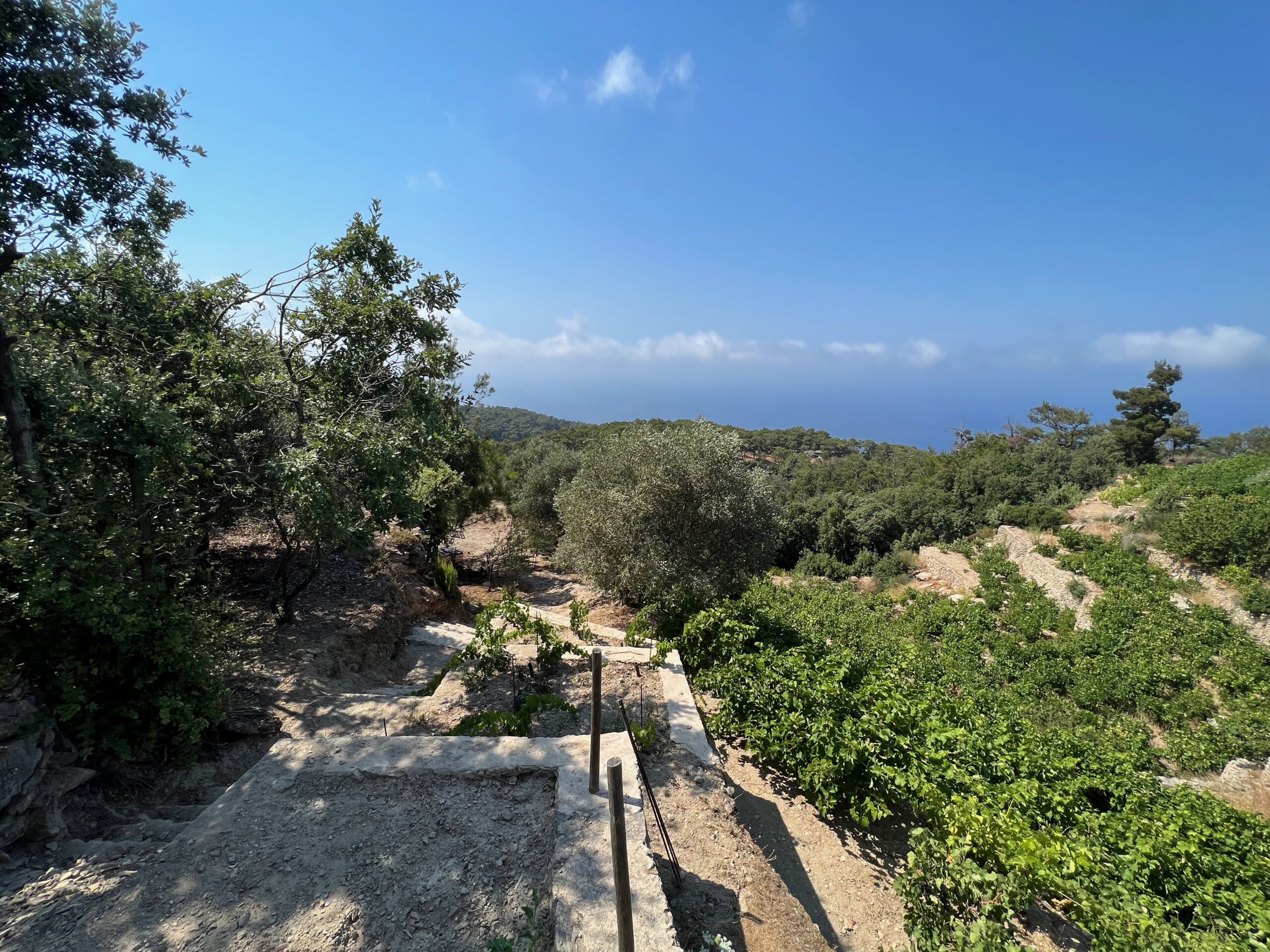 Wild plants, Karimalis