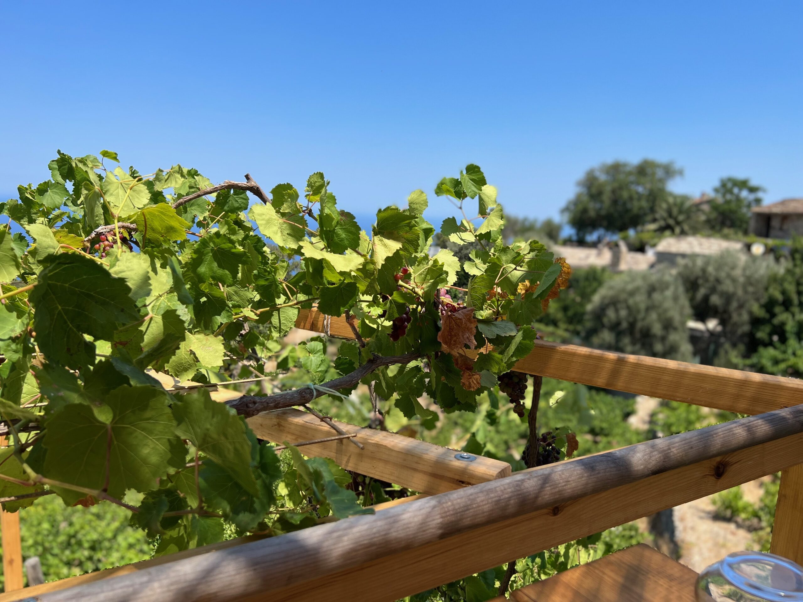 Karimalis wine grapes